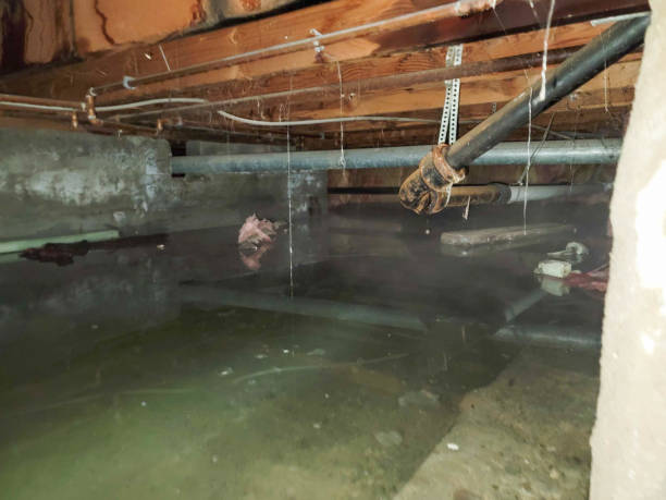 Best Basement water damage restoration  in Fort Dodge, IA